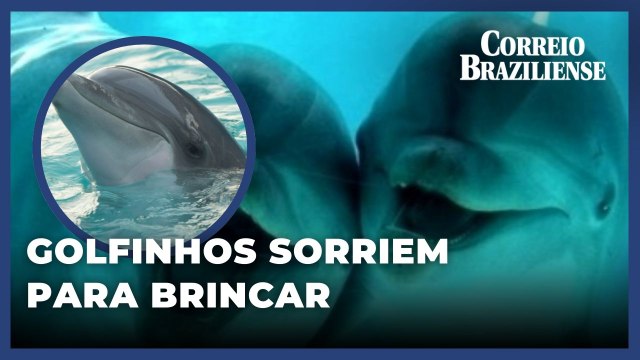 Golfinhos sorriem uns para os outros para indicar que querem brincar e socializar