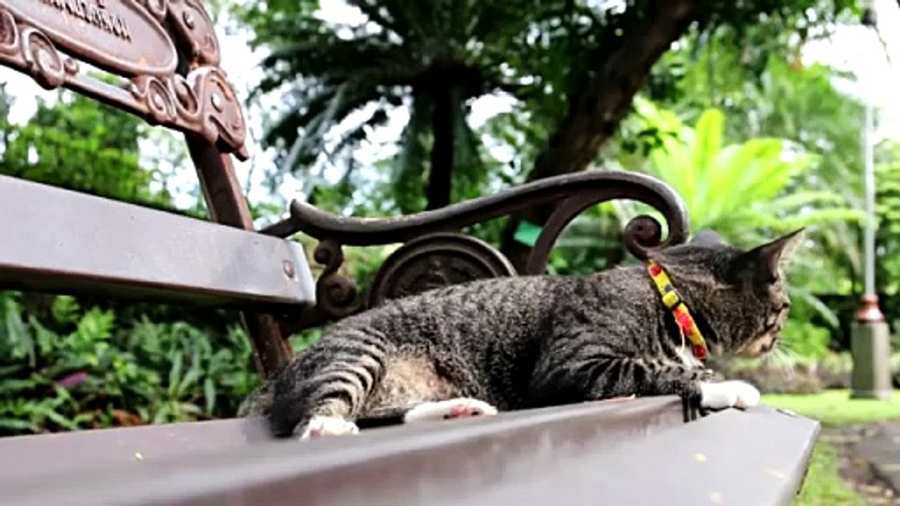 Cat love 1