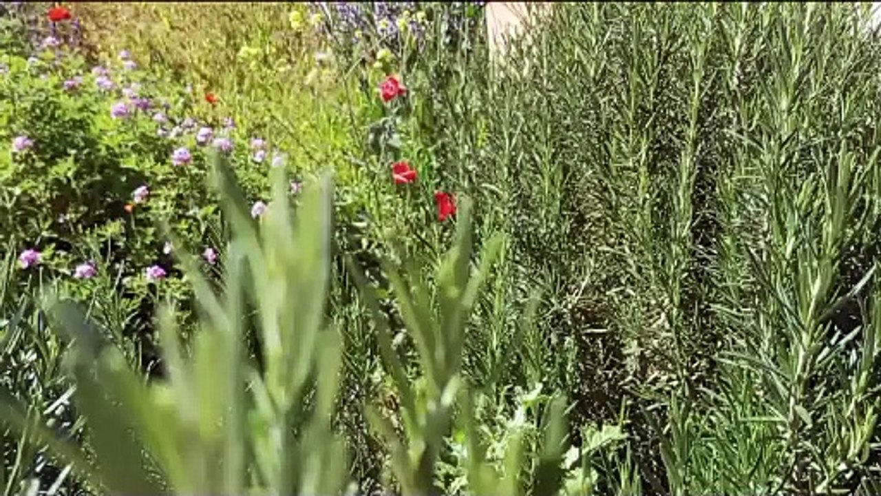 الحاجب  اكوراي المخيم الكشفي الصيفي