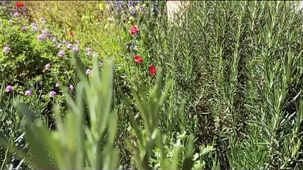 الحاجب  اكوراي المخيم الكشفي الصيفي