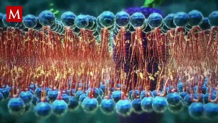 ¿Cuál es el aroma a ‘viejito’? Esta es la hormona que lo provoca y la explicación del porqué