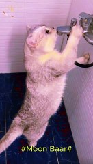 Cat drink water\Moon Baar