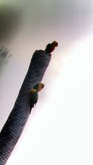 Jandaia-verdadeira é avistada por voluntários da ONG Aquasis