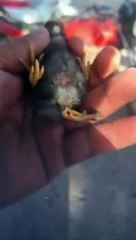 Pinto nasce com quatro patas: "nunca vi isso na vida", diz produtor