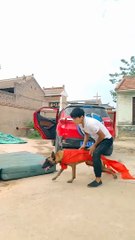 Cute dog funny jummping clip