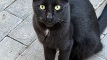 Beautiful Black Cat Eyes