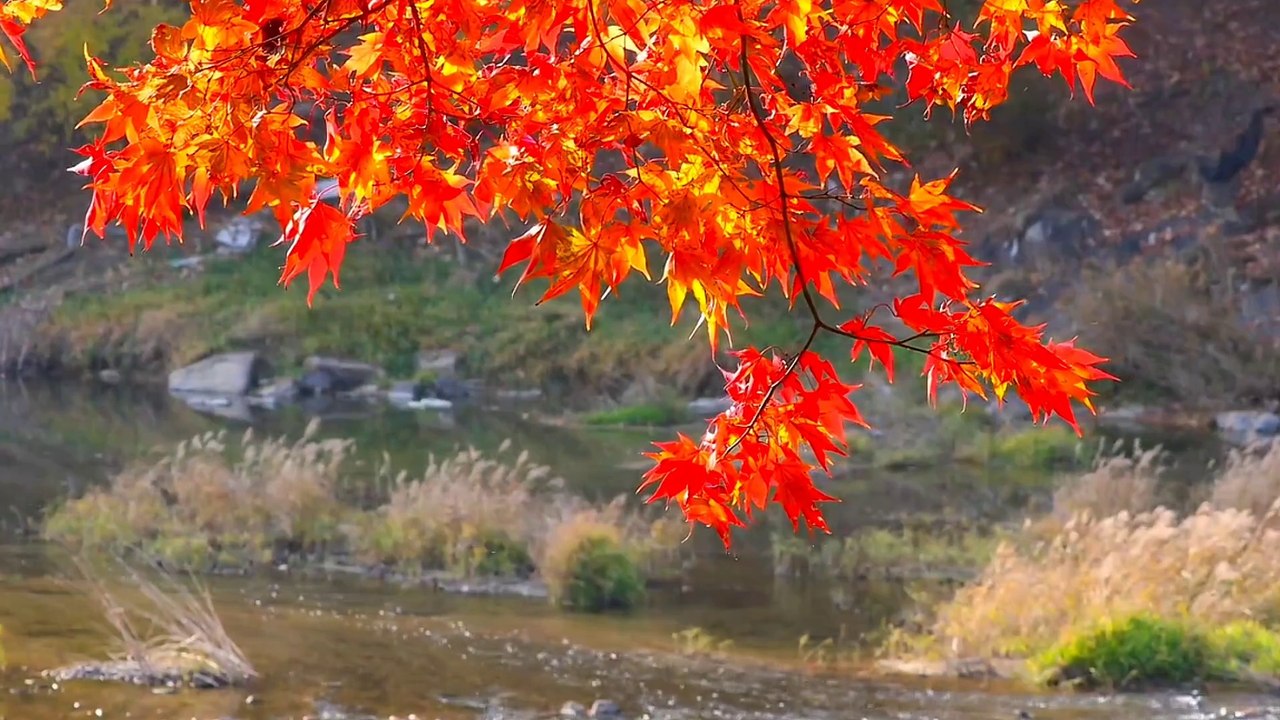 Âm nhạc thư giãn trị liệu với cảnh đẹp nhân gian - Sôn xao dưới tán rừng thu