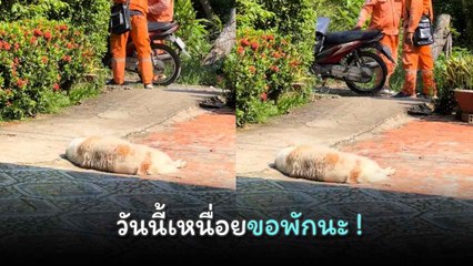 เปิดคลิปน้องสุดฮา ขอทำหน้าที่แค่ 50% เพราะวันนี้อากาศดีขอนอนก่อน !