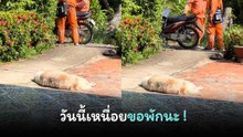 เปิดคลิปน้องสุดฮา ขอทำหน้าที่แค่ 50% เพราะวันนี้อากาศดีขอนอนก่อน !