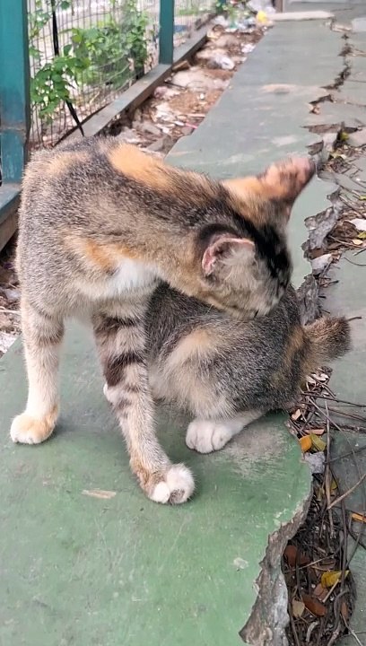 Kucing lucu