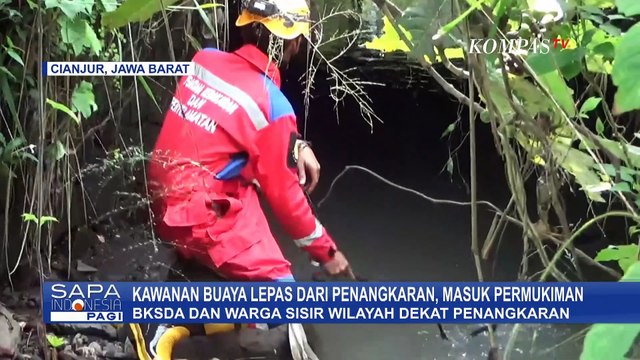 Imbas Tembok Penangkaran Jebol, Warga Cianjur Gotong Royong Tangkap Buaya Lepas