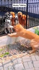 The Funniest Pet Videos That Will Have You Laughing Out Loud!