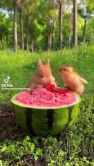 The rabbit is having fun with his friend the chick