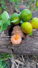 Rabbit eating Orange 