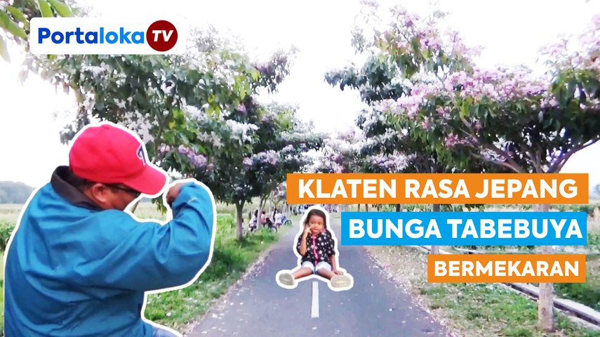 Klaten Rasa Jepang saat Bunga Tabebuya Bermekaran, Serasa Musim Semi di Negeri Sakura