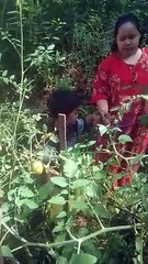 kebun tomat sederhana