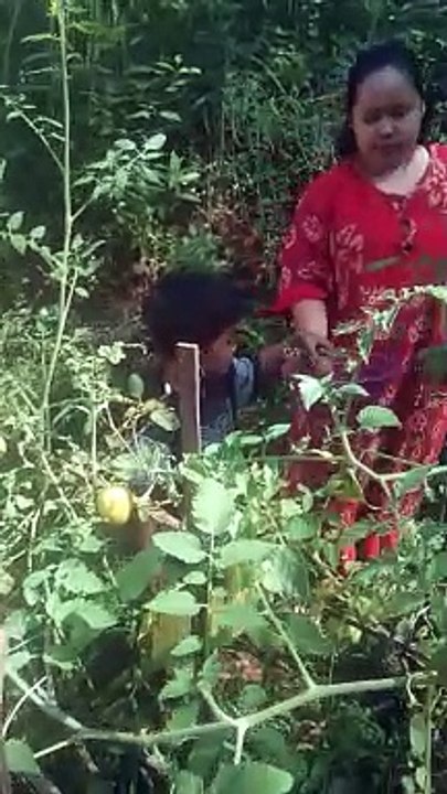 kebun tomat sederhana