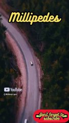 Animal Facts        Millipedes          #shorts