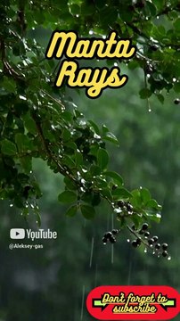 Animal Facts Manta Rays #shorts