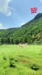 Biggest fight with LIONS,,,