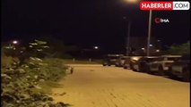 Tekirdağ'da Şehir Merkezinde Dolaşan Tilki Şaşkınlık Yarattı