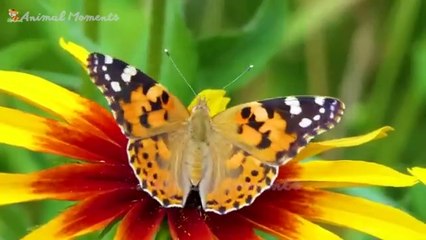 Beautiful Animal Moments - Dog, Cat, Chicken, Elephant, Cow, Sheep