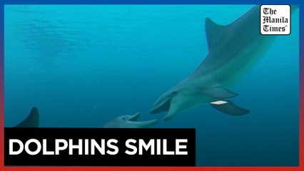 Dolphins 'smile' at each other during play, research shows