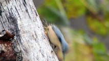 The Nuthatch: Close Up HD Footage (Sitta europaea)