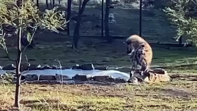 Cheeky hyena splashes in water at Tasmania Zoo | The Examiner | October 2024