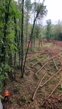 Sgombero al bosco di via Curtatone a Gallarate: iniziato il taglio degli alberi mentre i manifestanti sono ancora sulle piante