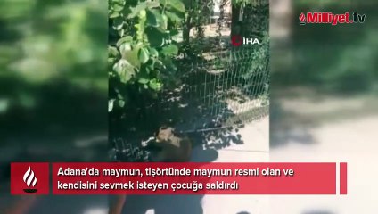 Adana'da maymun dehşeti! Küçük çocuğa saldırdı