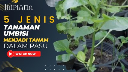5 Jenis Tanaman UMBISI Menjadi Tanam Dalam Pasu
