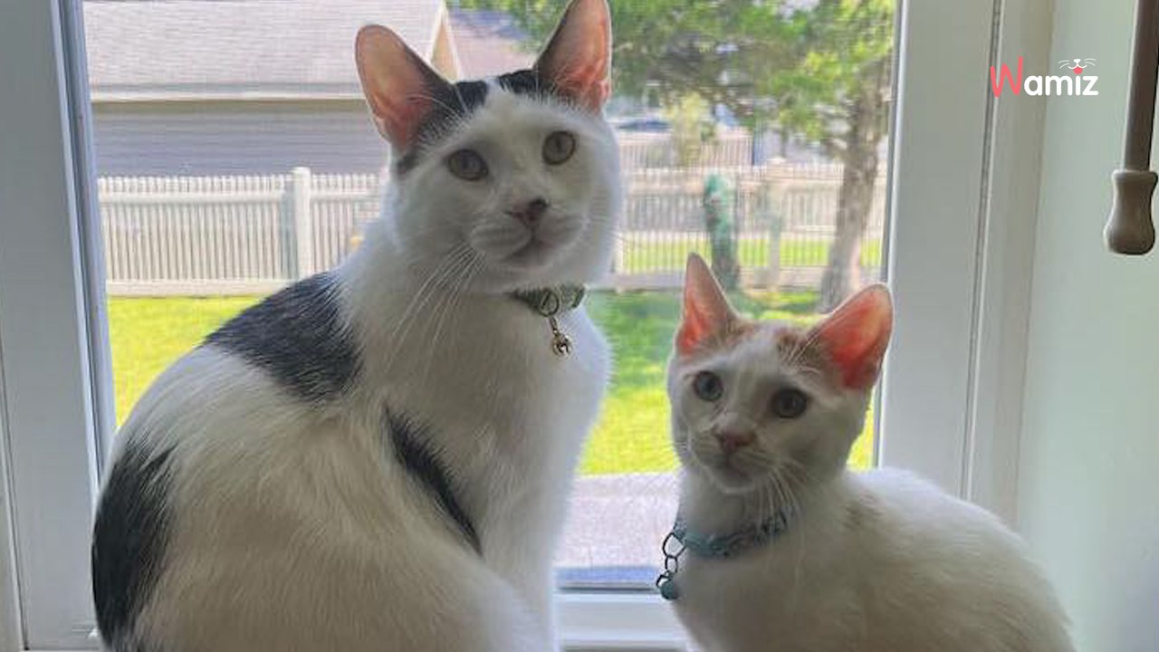 Couple adopts adult cat: a few months later, they realise they made a huge mistake