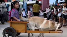 Labrador codziennie popołudniu biegnie pod szkołę, żeby zrobić coś uroczego! (video)