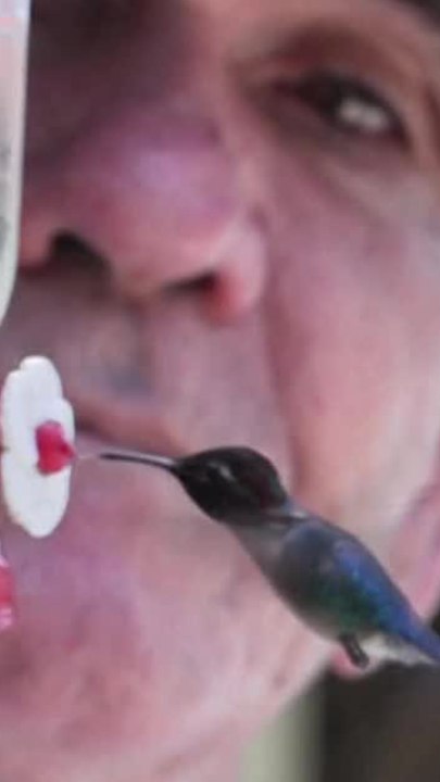 Le colibri d’Elena ou oiseau-mouche est le plus petit oiseau du monde. (1)