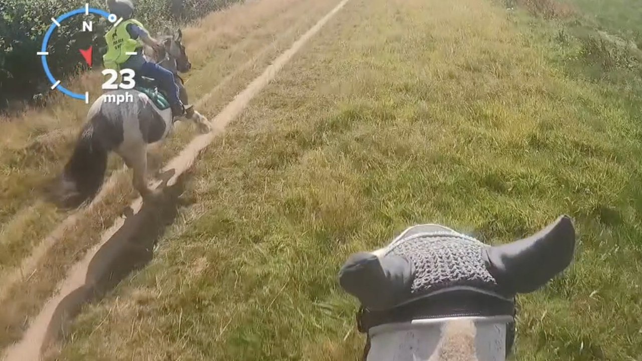 Erschreckender moment: pferd rast mit 28 km/h davon - mit einem 10-jährigen kind auf dem rücken