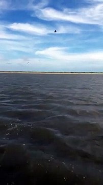 Deux magnifiques dauphins s'approchent rapidement d'une personne en train de filmer un pélican ! Ne manquez pas ce spectacle incroyable !