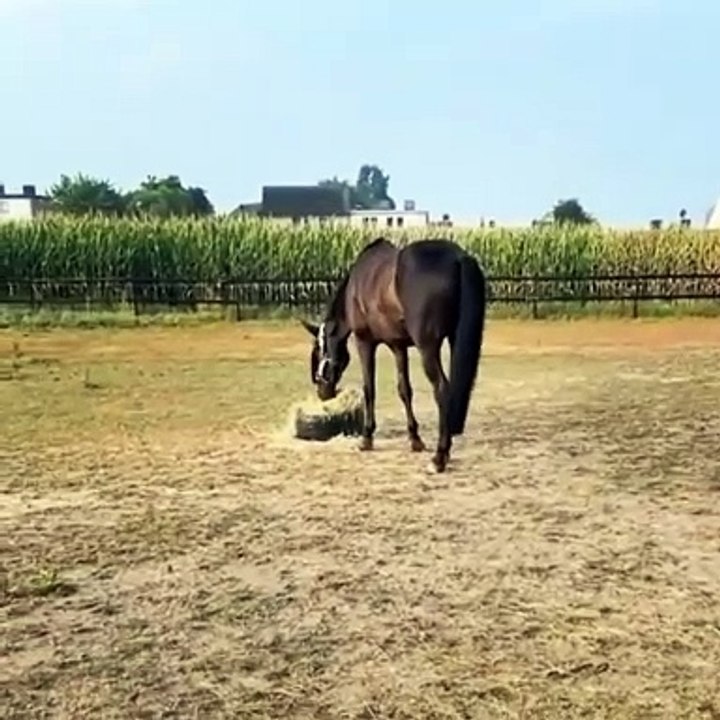 Un chat surprenant qui effraie un majestueux cheval !
