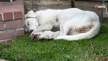 Frau will gerade rausgehen, als sie in ihrem Garten ein mysteriöses weißes Wesen entdeckt