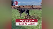 كلب يتولى مهام التنظيف مع صاحبه