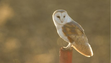La célèbre "Chouette d"or" a enfin été déterrée , 31 ans après le lancement de la chasse au trésor !