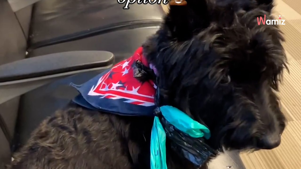 Owners forget dog's lead at airport; their hila...