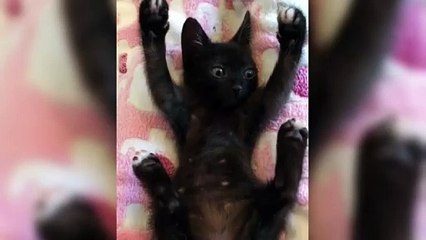 cats cuteness