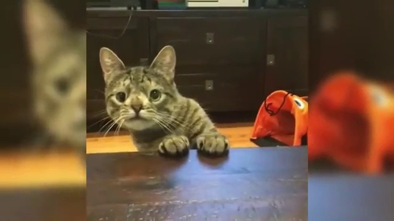 Funny Cat Videos