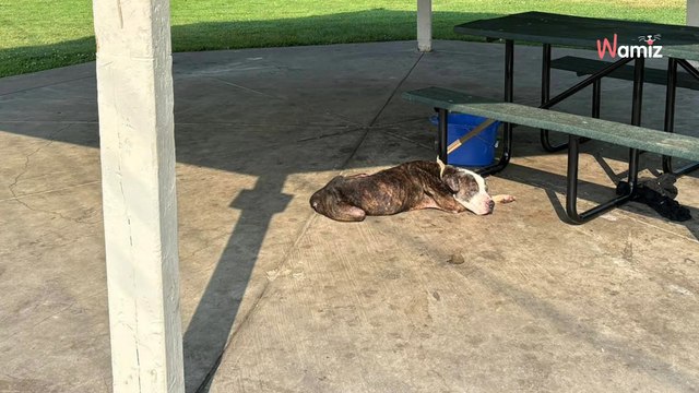 Ils trouvent un chien âgé attaché à une table de pique-nique : une lettre manuscrite lève le mystère