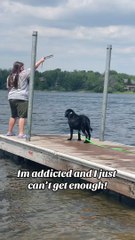 Standard Poodle and Labrador Retriever love to go dock diving!