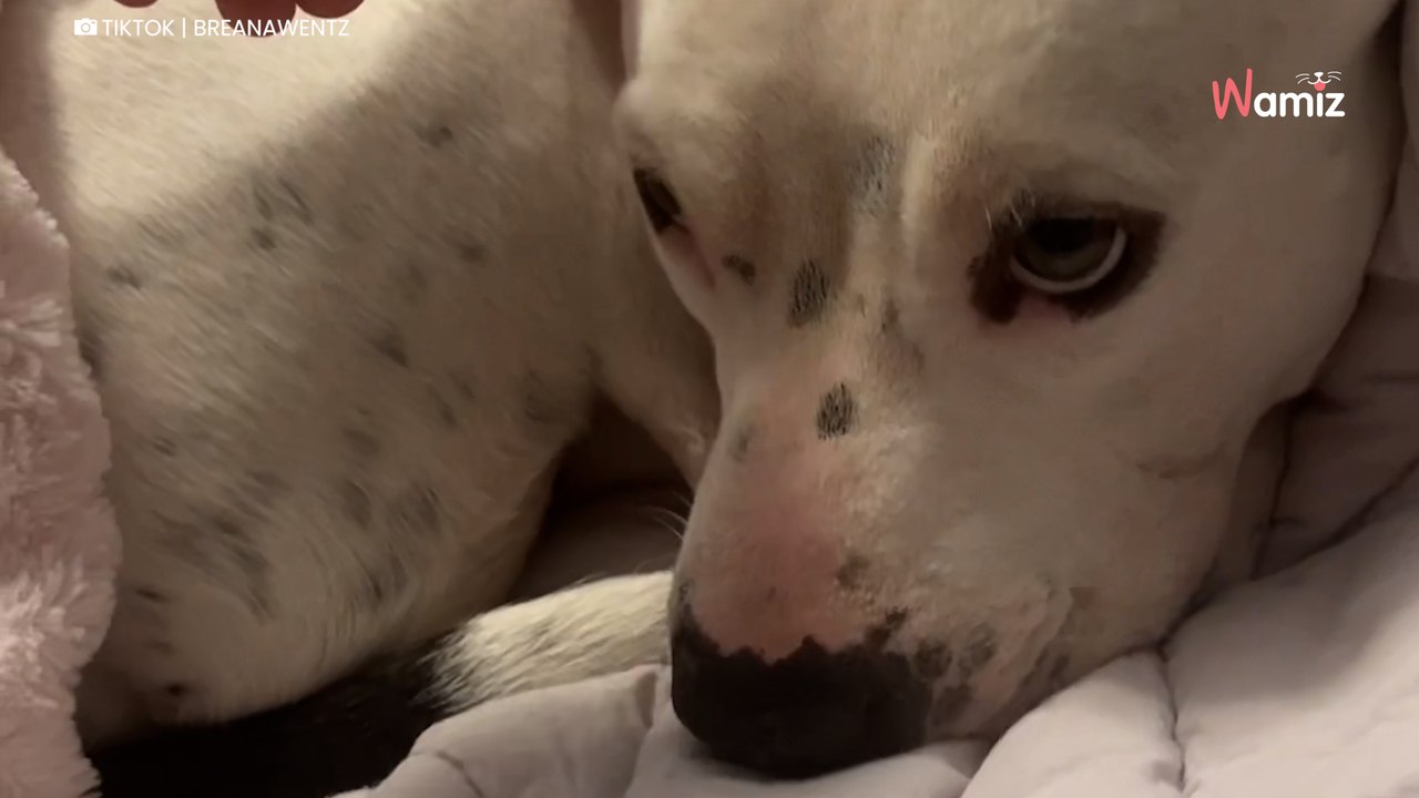 Video. Trova una Pitbull davanti alla porta e la ospita per la notte: il seguito non lo aveva messo in conto