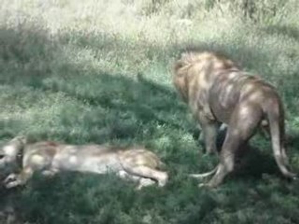 accouplement de lions