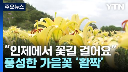 "인제에서 꽃길만 걸어요" 천만 송이 가을꽃 활짝 / YTN