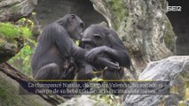 La chimpancé Natalia deja el cadáver de su bebé siete meses después